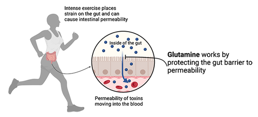 Why glutamine is essential for gut health